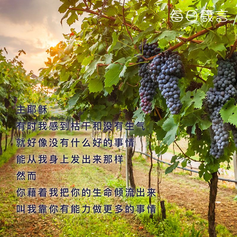 【双语灵修】耶稣是真葡萄树 Jesus Is The True Vine