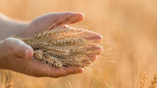 【双语灵修】迈向丰收的生命 Toward A Good Harvest