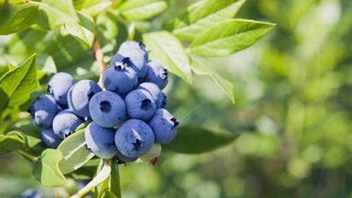 【双语灵修】得人的果子 Saving Fruit