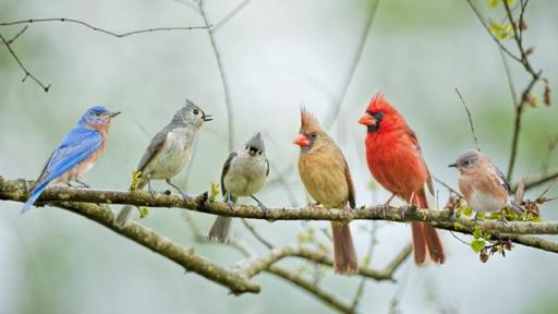 【双语灵修】向走兽和飞鸟学习 Learning From Animals And Birds