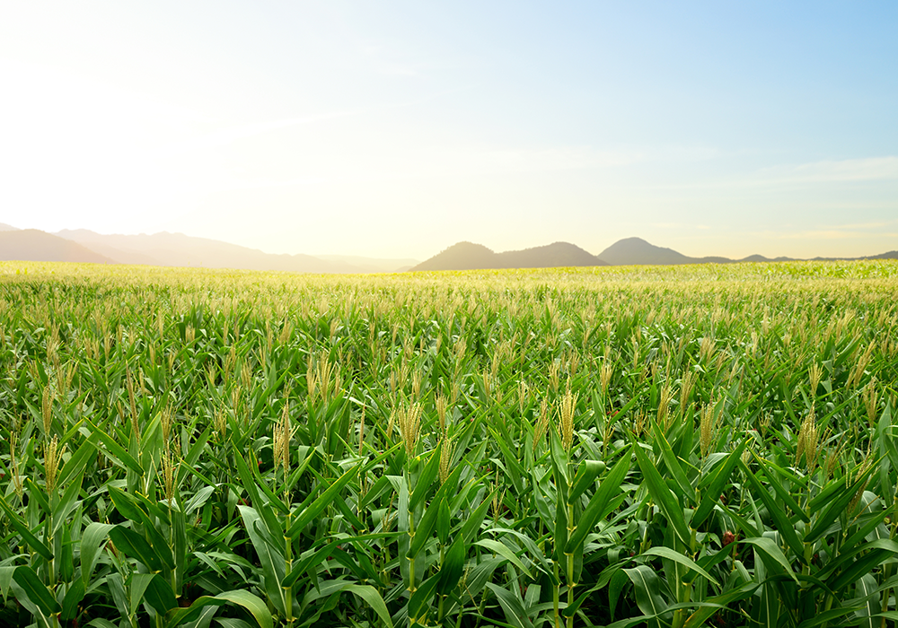 【双语灵修】为收割的工人祈祷PRAY FOR HARVEST WORKERS