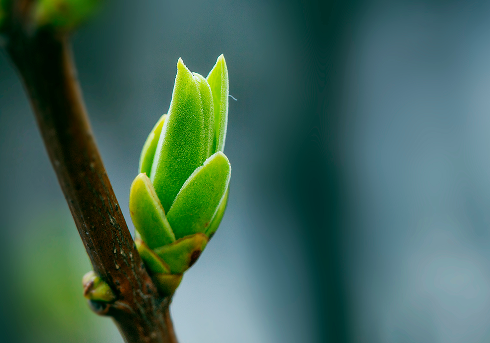 【双语灵修】灵里的新生命NEW LIFE IN THE SPIRIT