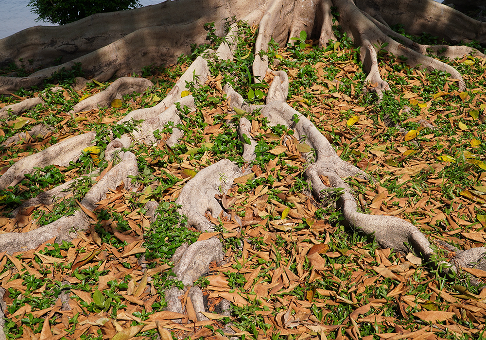 【双语灵修】在基督里的新身份A NEW IDENTITY IN CHRIST