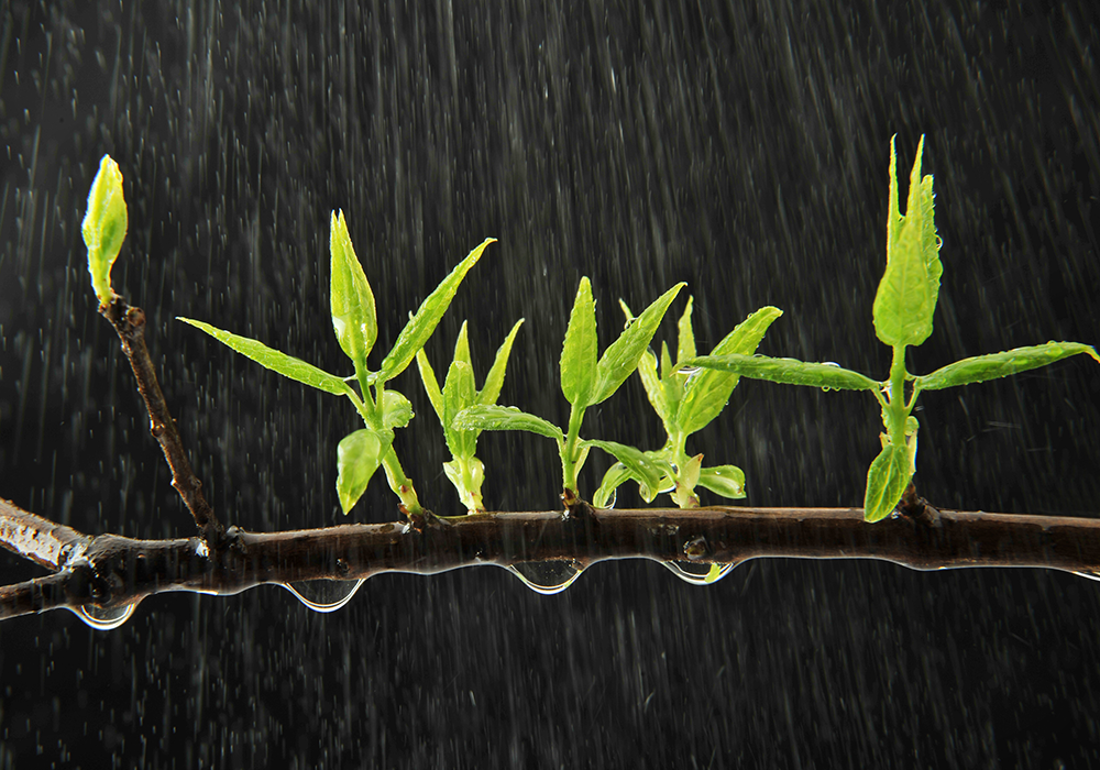 【双语灵修】在软弱上的新力量NEW STRENGTH IN WEAKNESS