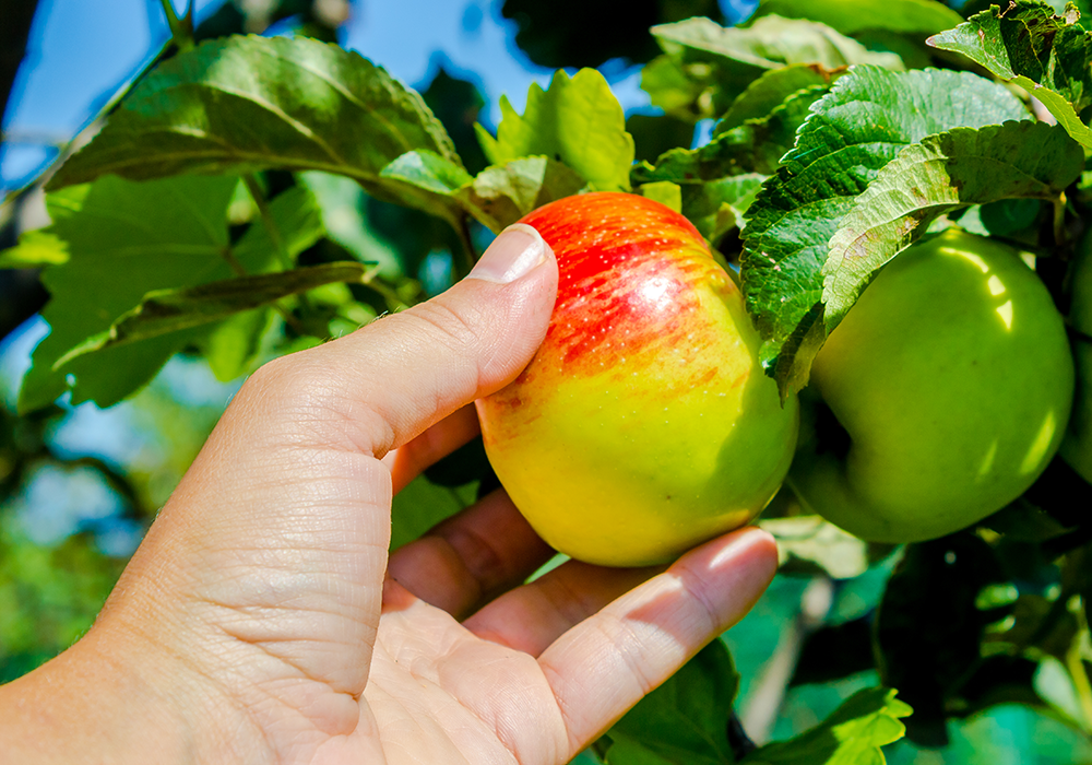 【双语灵修】信实的神FAITHFUL GOD