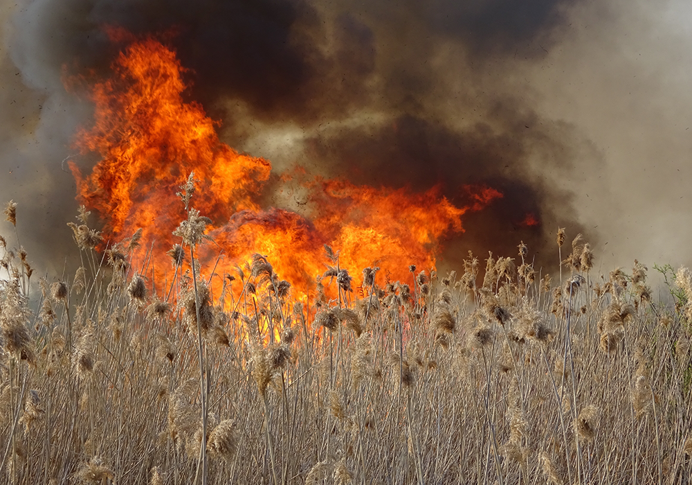 【双语灵修】面对燃烧的荆棘AT THE BURNING BUSH