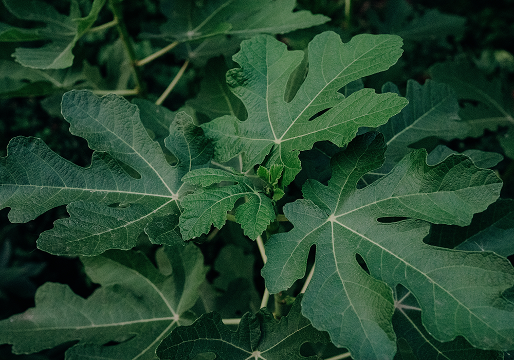 【双语灵修】先知的挑战THE PROPHET’S CHALLENGE