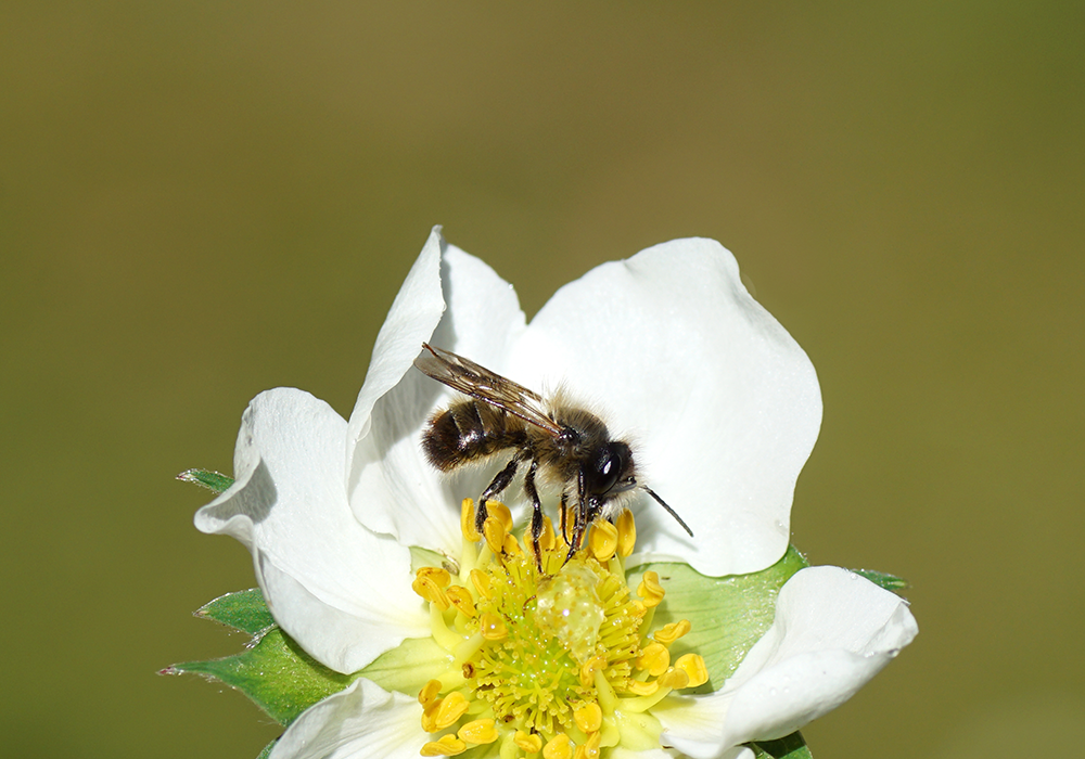 【双语灵修】其他种类的蜂OTHER BEES