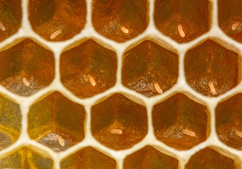 【双语灵修】蜂后QUEEN BEE