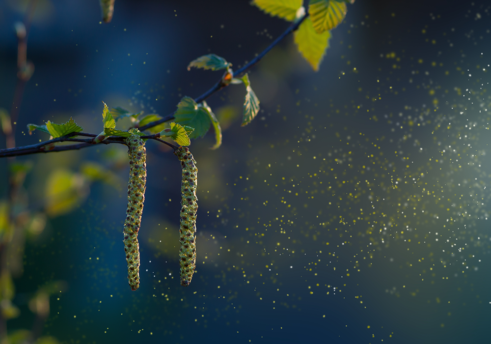 【双语灵修】授粉蜂POLLINATING BEES