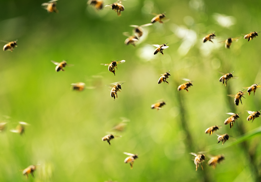 【双语灵修】蜂群群集SWARMING BEES