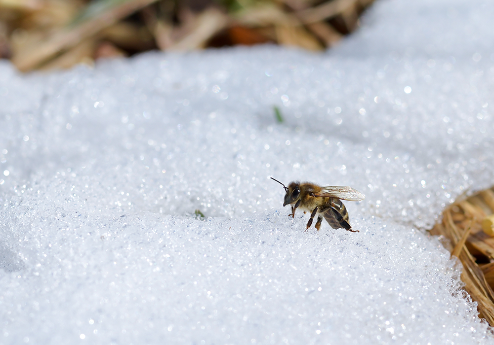 【双语灵修】在冬天的蜜蜂BEES IN WINTER
