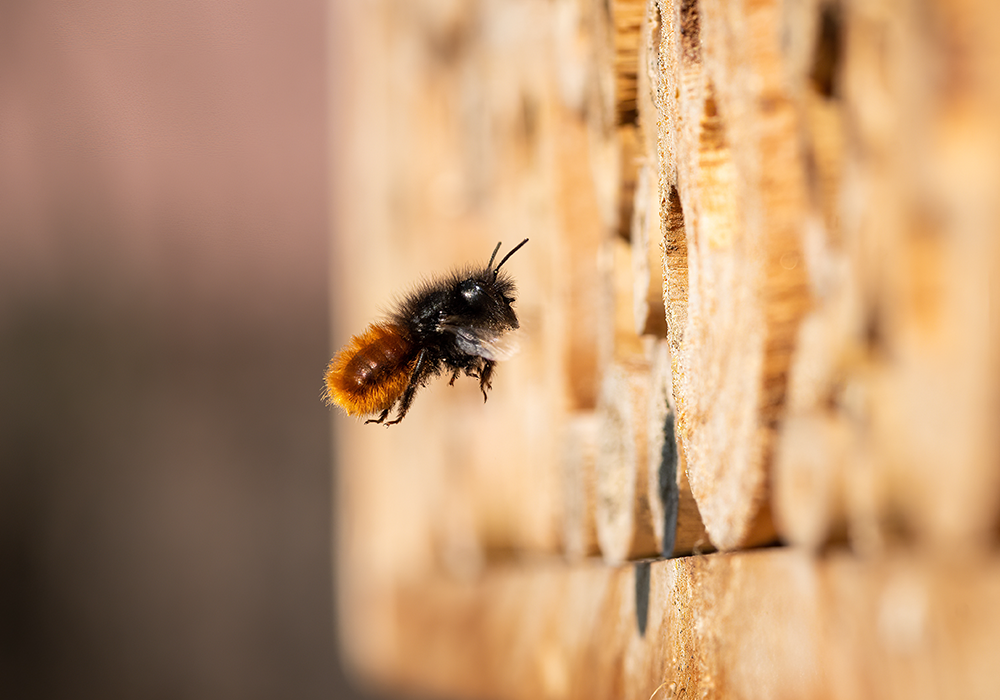 【双语灵修】“救救蜜蜂！”“SAVE THE BEES!”