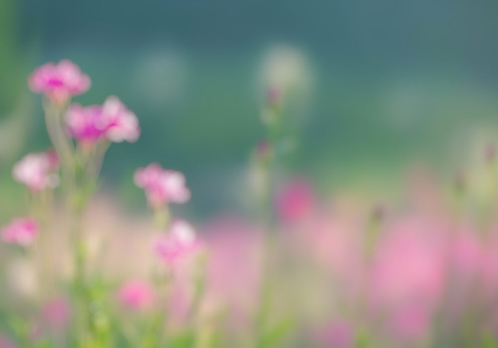 【双语灵修】蜜蜂的祝福THE BLESSING OF BEES