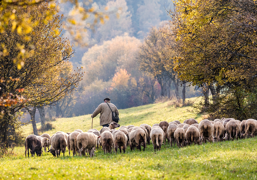 【双语灵修】好牧人THE GOOD SHEPHERD