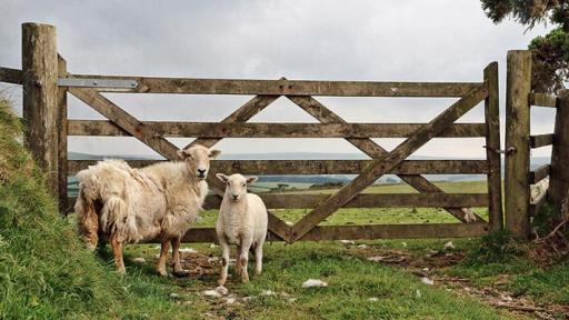 【双语灵修】耶稣，羊的门Jesus, The Gate Of The Sheep