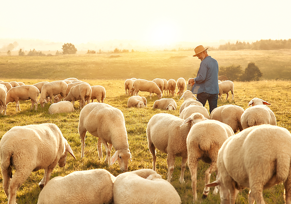 【双语灵修】感到像羊那样窘迫FEELING SHEEPISH