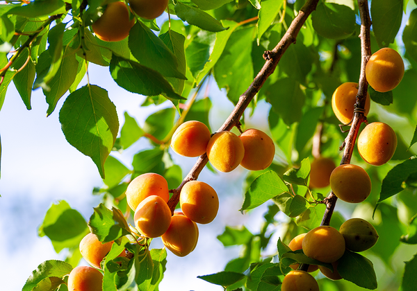 【双语灵修】多结果子的羊FRUITFUL SHEEP