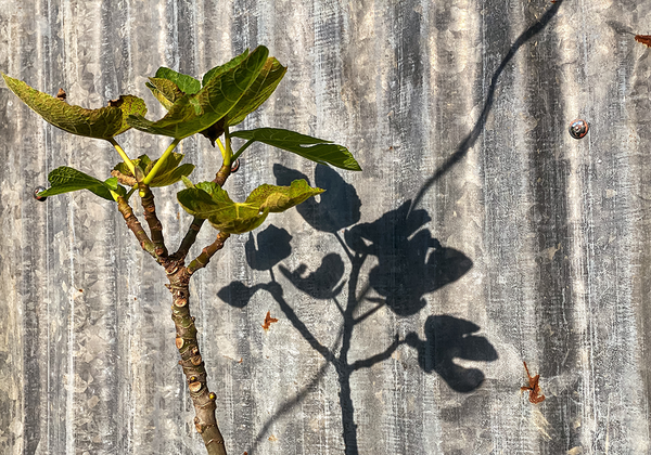 【双语灵修】不结果子的树A FRUITLESS TREE