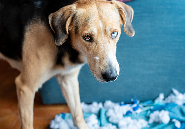 【双语灵修】对付我们的罪疚DEALING WITH OUR GUILT