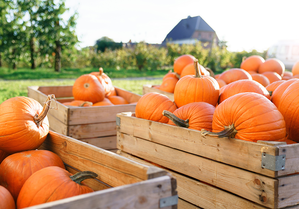 【双语灵修】最好的尚未来到THE BEST IS YET TO COME!