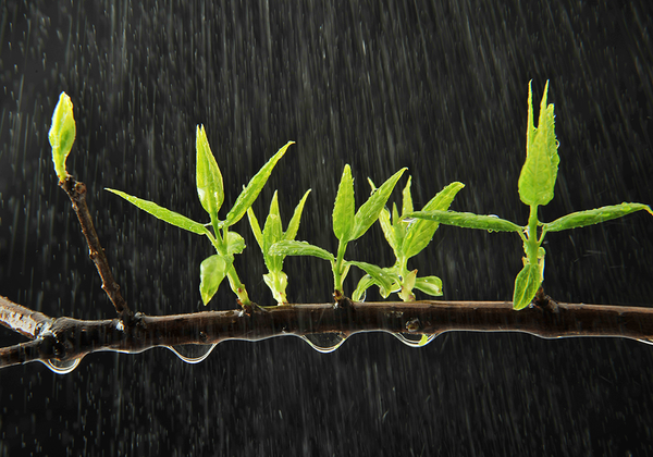 【双语灵修】在软弱上的新力量NEW STRENGTH IN WEAKNESS