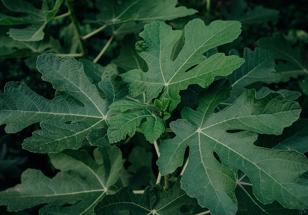 【双语灵修】先知的挑战THE PROPHET’S CHALLENGE