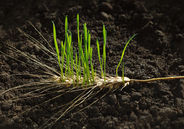 【双语灵修】一个名叫提摩太的新造之人A NEW CREATION NAMED TIMOTHY