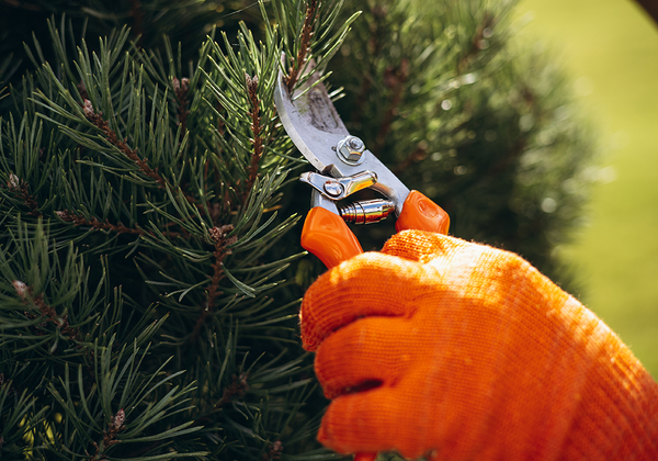 【双语灵修】土非拿氏、土富撒氏和彼息氏TRYPHENA, TRYPHOSA, AND PERSIS
