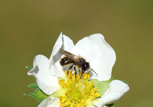 【双语灵修】其他种类的蜂OTHER BEES
