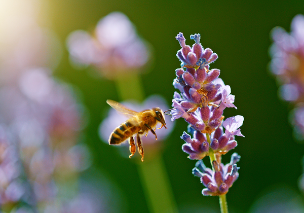 【双语灵修】忙碌的蜜蜂BUSY BEES