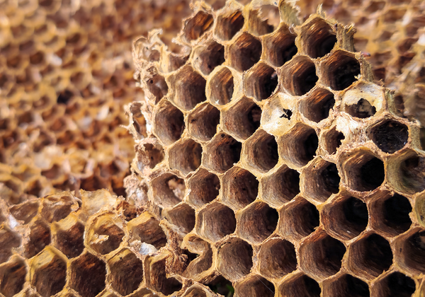 【双语灵修】仍是一个巢ONE HIVE