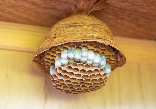 【双语灵修】负责建造的蜜蜂BUILDER BEES