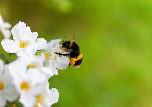 【双语灵修】工蜂WORKER BEES