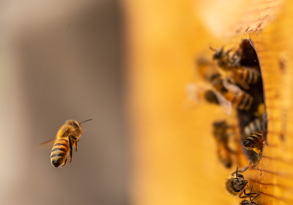 【双语灵修】跳舞的蜜蜂DANCING BEES