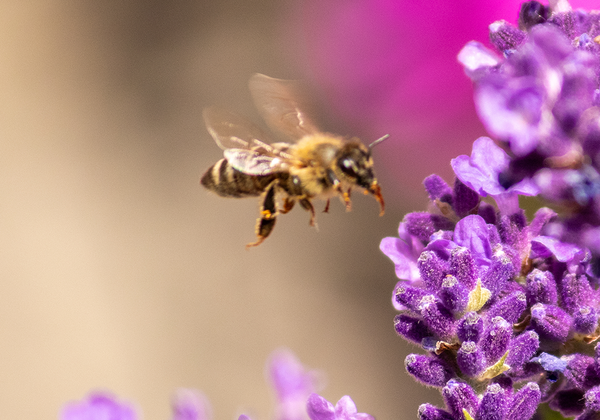 【双语灵修】蜜蜂的气味BEE SCENTS