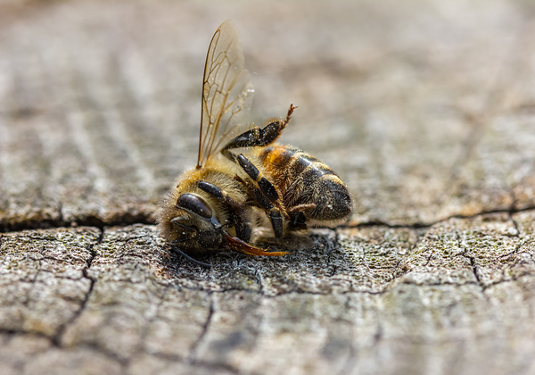 【双语灵修】蜂群崩溃COLONY COLLAPSE