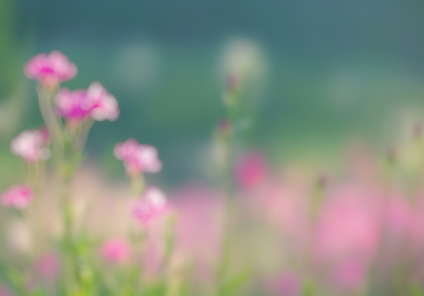 【双语灵修】蜜蜂的祝福THE BLESSING OF BEES