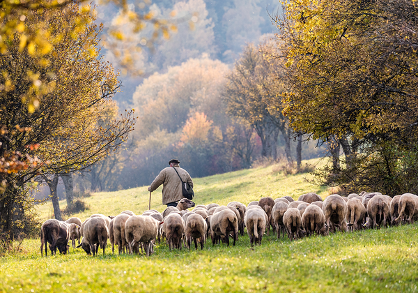 【双语灵修】好牧人THE GOOD SHEPHERD